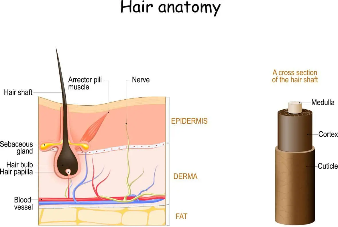 Aufbau des menschlichen Haares